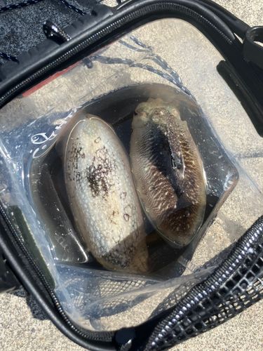 コウイカの釣果