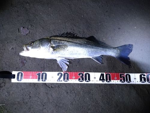 フッコ（マルスズキ）の釣果