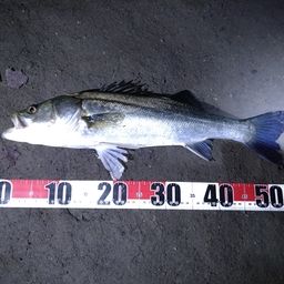 フッコ（マルスズキ）