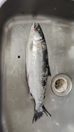 サクラマスの釣果