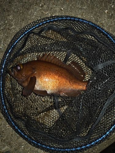 メバルの釣果