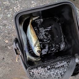 アジ
