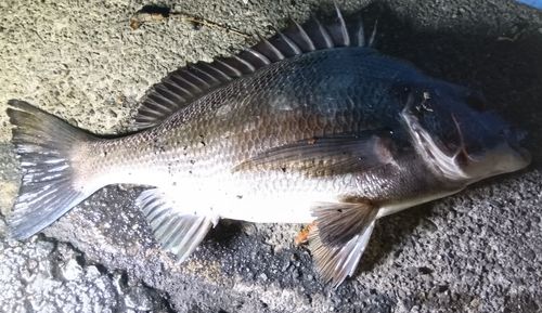 チヌの釣果