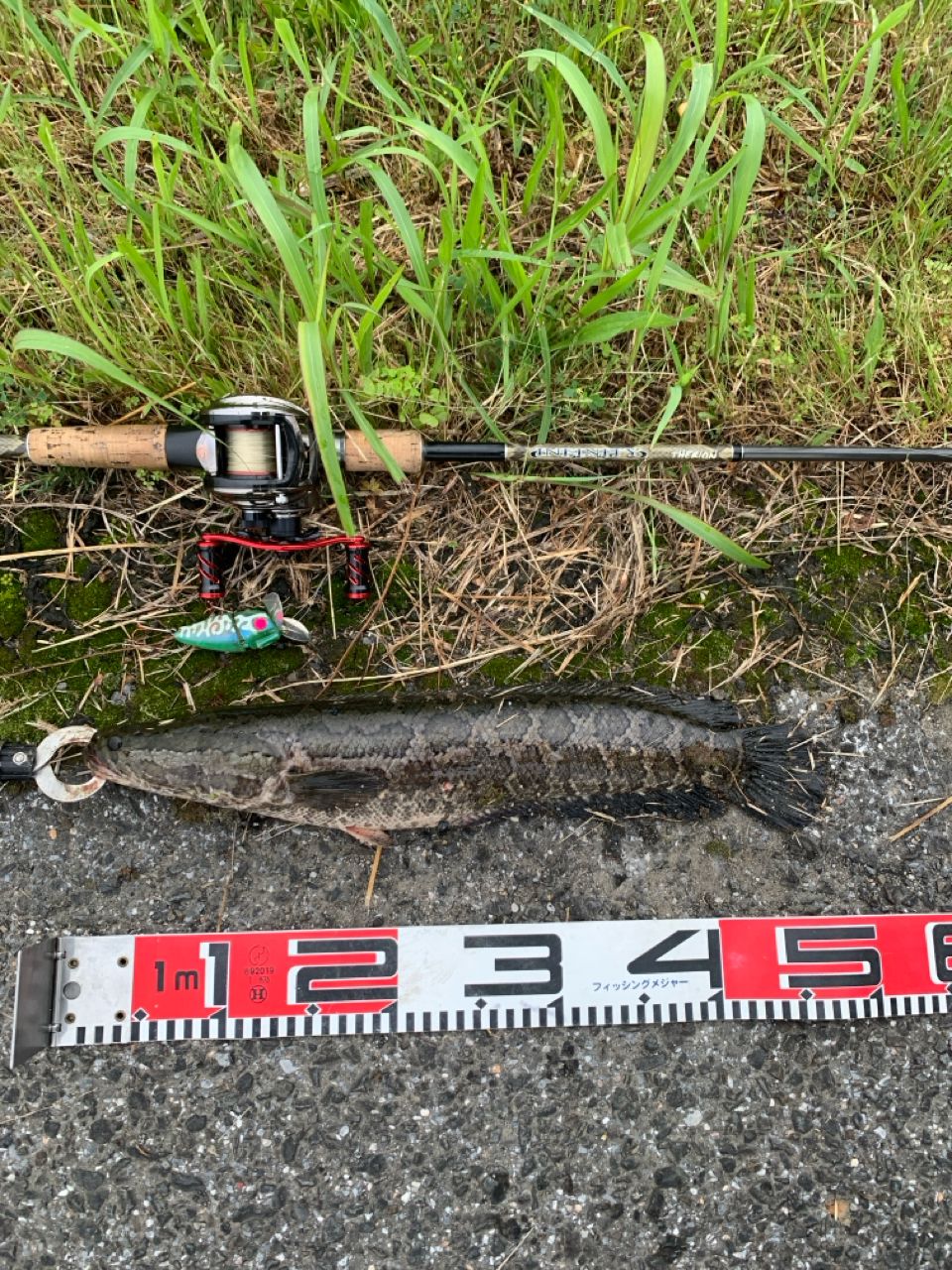 スネークヘッド