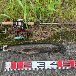 スネークヘッド