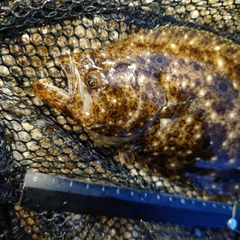 ヒラメの釣果