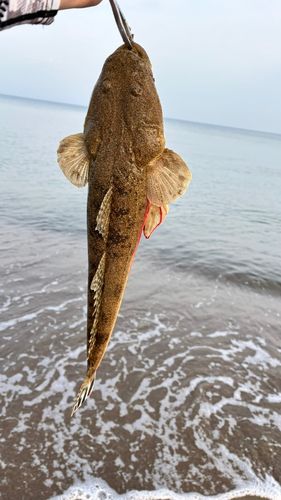 マゴチの釣果