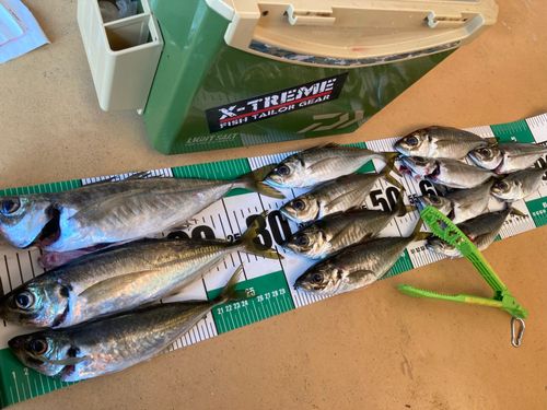 アジの釣果