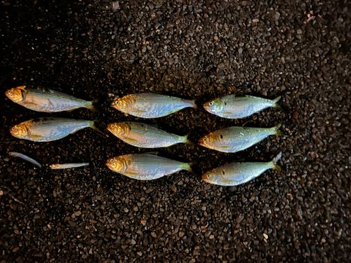 コノシロの釣果