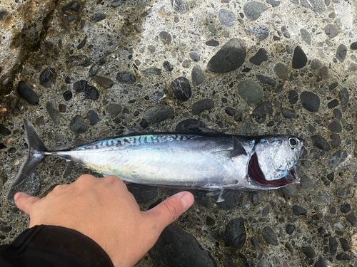マルソウダの釣果