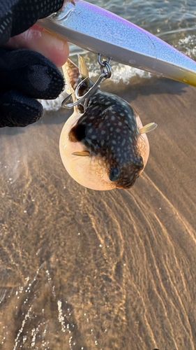 クサフグの釣果