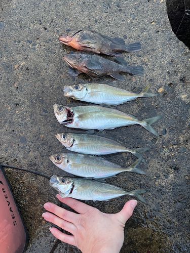 アジの釣果