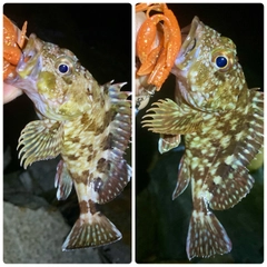 カサゴの釣果