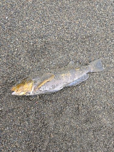 サクラマスの釣果