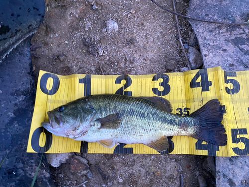 ブラックバスの釣果