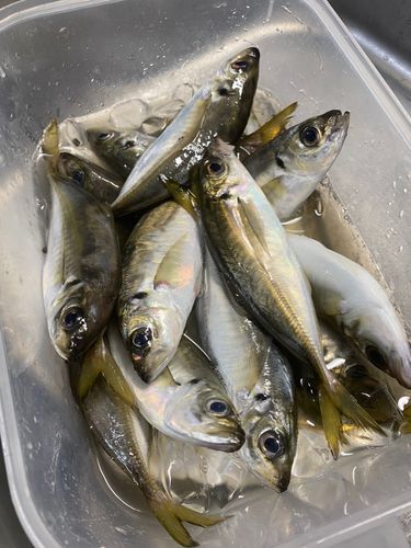 マアジの釣果