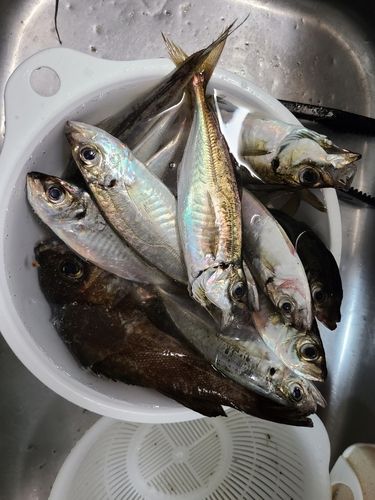 アジの釣果