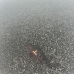 カサゴ