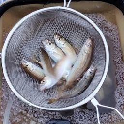 アジ