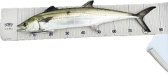 サワラの釣果
