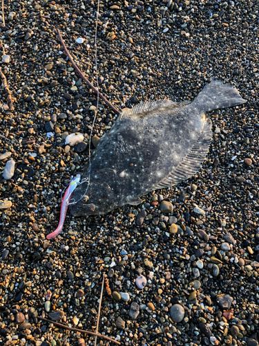 ヒラメの釣果