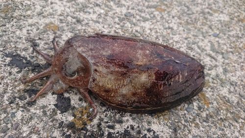 コウイカの釣果