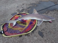 サメの釣果