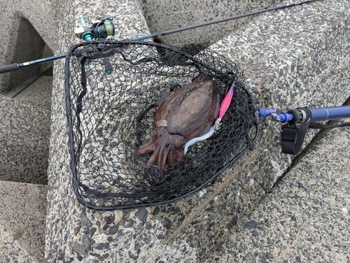 モンゴウイカの釣果