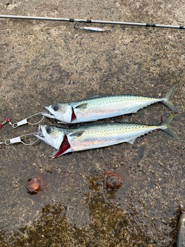 サバの釣果