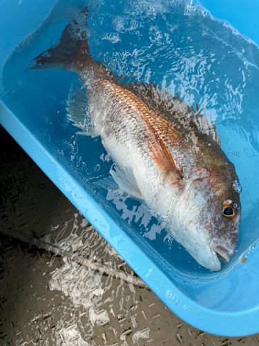 タイの釣果