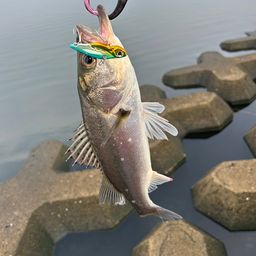 シーバス
