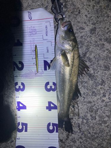 フッコ（マルスズキ）の釣果