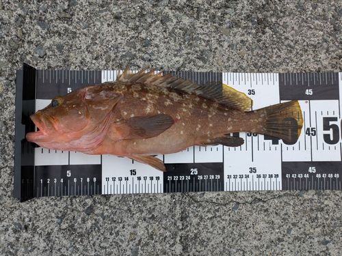 キジハタの釣果