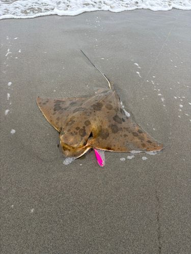 エイの釣果
