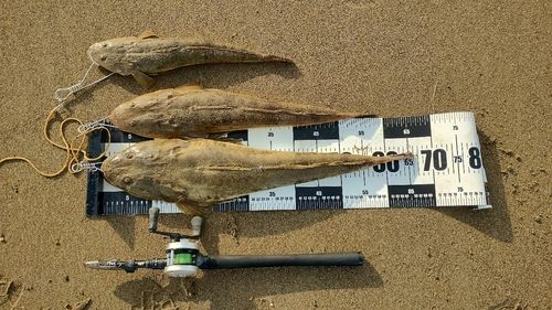 マゴチの釣果