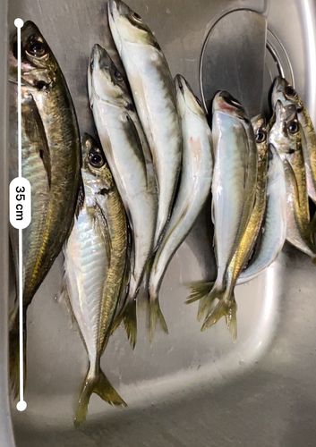 アジの釣果