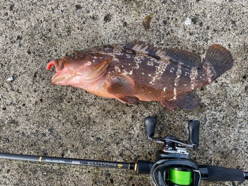 キジハタの釣果