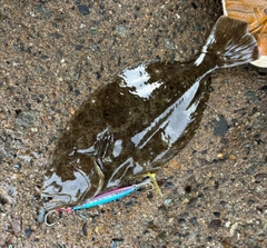 ヒラメの釣果
