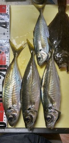 アジの釣果