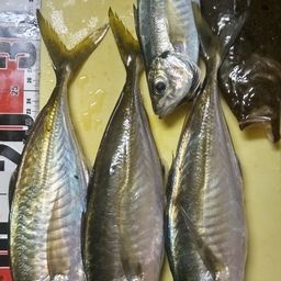 アジ