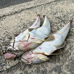マゴチ