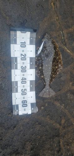 ヒラメの釣果
