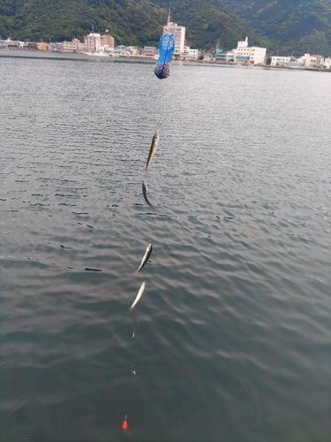 サバの釣果