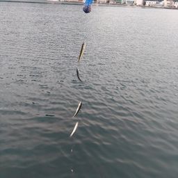サバ