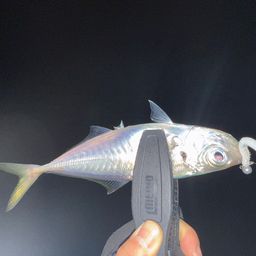 アジ