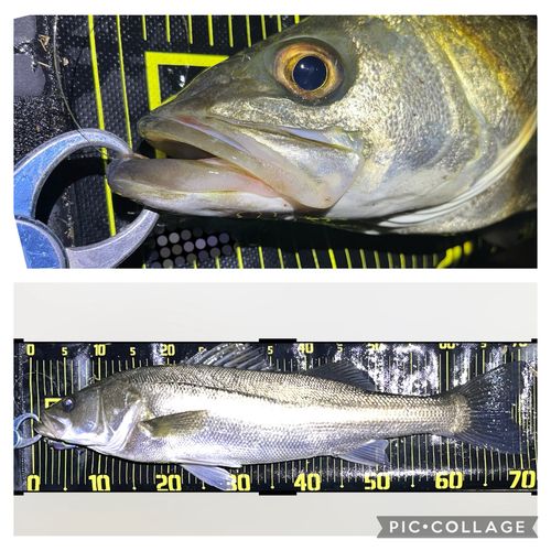 シーバスの釣果