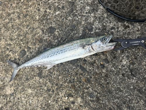 サゴシの釣果