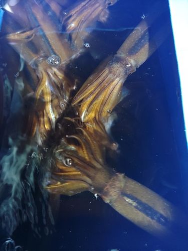 ムギイカの釣果