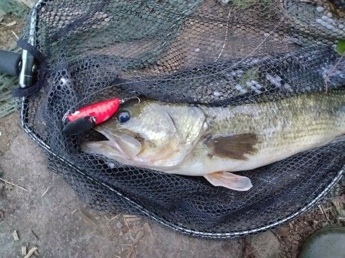 ブラックバスの釣果