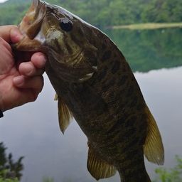 スモールマウスバス